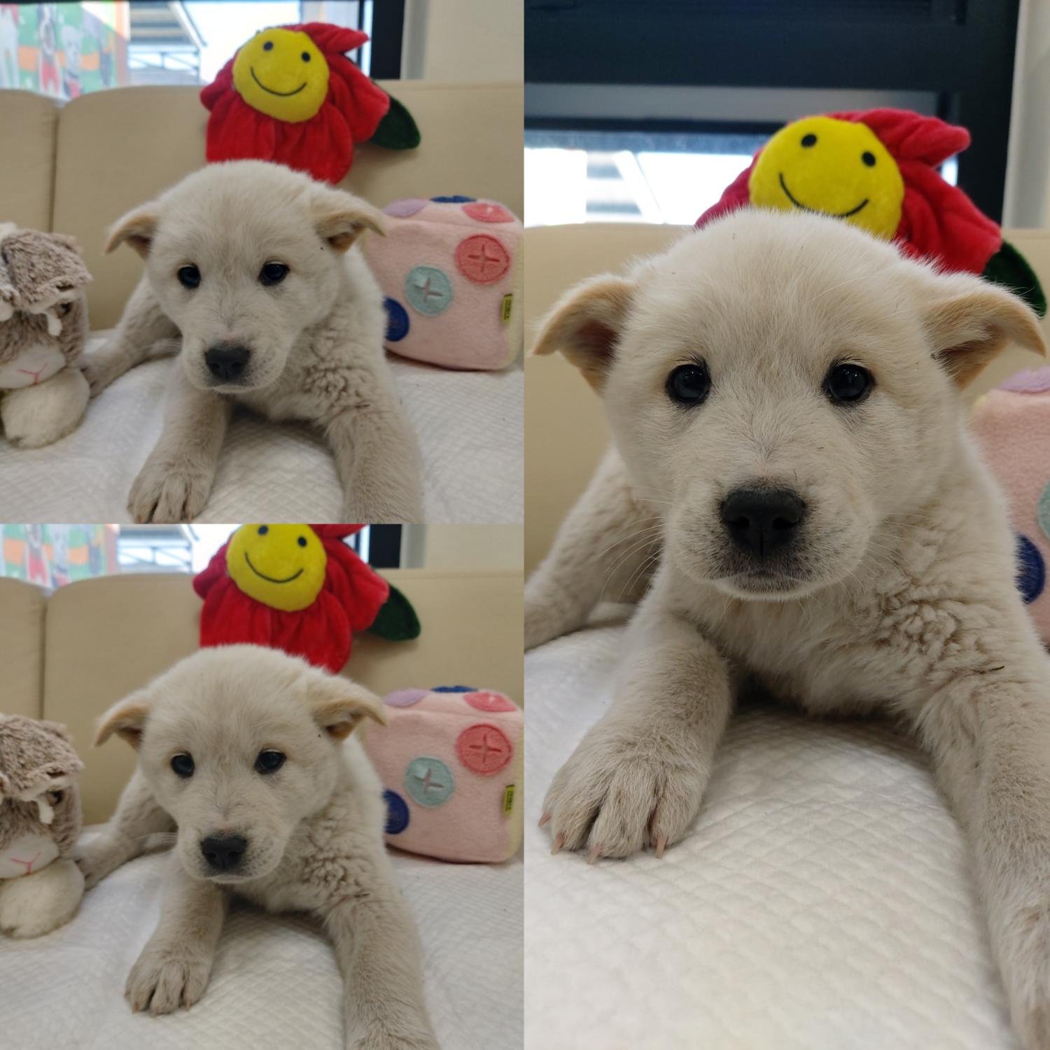 경주동물사랑보호센터_447505202500221